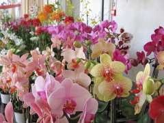 photo de Les Journées des orchidées et autres plantes rares