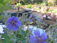 photo de Planete pelargonium jardin botanique